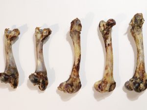 Air-dried Sheep Shank Bones